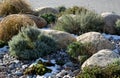 Ornamental flower bed with perennial pine and gray granite boulders, mulched bark and pebbles in an urban setting near the parking