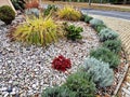 ornamental flower bed with perennial pine and gray granite boulders, Royalty Free Stock Photo