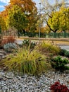 ornamental flower bed with perennial pine and gray granite boulders, Royalty Free Stock Photo