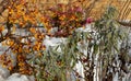 Ornamental flower beds with grasses and perennials in winter. snowy perennials in a flowerbed with a brown marl, sandstone wall. a Royalty Free Stock Photo