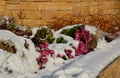 Ornamental flower beds with grasses and perennials in winter. snowy perennials in a flowerbed with a brown marl, sandstone wall. a Royalty Free Stock Photo