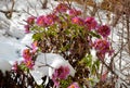Ornamental flower beds with grasses and perennials in winter. snowy perennials in a flowerbed with a brown marl, sandstone wall. a Royalty Free Stock Photo
