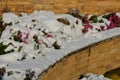 Ornamental flower beds with grasses and perennials in winter. snowy perennials in a flowerbed with a brown marl, sandstone wall. a Royalty Free Stock Photo