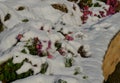 Ornamental flower beds with grasses and perennials in winter. snowy perennials in a flowerbed with a brown marl, sandstone wall. a Royalty Free Stock Photo