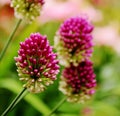 Ornamental flower buds. Allium sphaerocephalon.