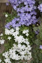 Ornamental flower, Campanula isophylla