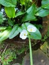 ornamental flower echinodorus cordifolius blossom