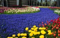Violet Path in Keukenhof garden. the world`s largest flower gardens, situated in Lisse, Netherlands. Royalty Free Stock Photo