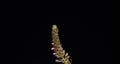 Abstract flower photo of decorative acacia isolated on black background