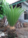 Ornamental flower plants thrive in front of the house