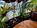 an ornamental flower pot under the window at the dining room table. tropical Royalty Free Stock Photo