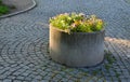 Ornamental flower pots on the windows of the house. plastic flower pots with beautiful decorations of violets and daffodils. Easte Royalty Free Stock Photo