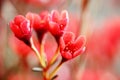 Ornamental flower - red wintersweet.