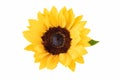 Ornamental flower of sunflower isolated