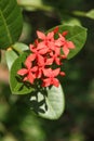 The ornamental flower which has the name Ixora chinensis is red in color and has a unique and beautiful shape shoot on clear day