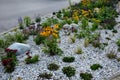 ornamental flowerbed with perennials and stones made of gray granite