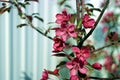 Ornamental flowering branches red apple