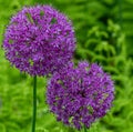 Ornamental Flowering Onion