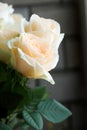Ornamental Flowers - Charming Champagne Rose