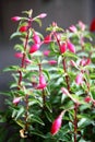 Ornamental Flowers - Charming Fuchsia Buds