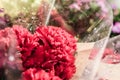 Ornamental Flowers After Rain In Cinarcik Town - Turkey Royalty Free Stock Photo