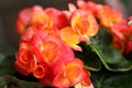 Ornamental flowers - Rieger begonias.