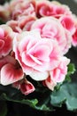 Ornamental flowers - Rieger begonias..