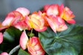 Ornamental flowers - Rieger begonias.