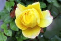Ornamental Flowers - Yellow Chinese Rose.