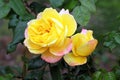 Ornamental Flowers - Yellow Chinese Rose.