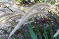 Ornamental fountain grass