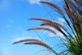 Ornamental Fountain Grass (Pennisetum) Royalty Free Stock Photo