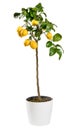 Ornamental fruiting lemon tree on white