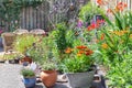 Ornamental garden with colorful plants in flowerbed and wooden table Royalty Free Stock Photo