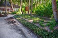 Ornamental garden in a dense tropical forest. Sandy path Royalty Free Stock Photo