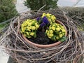 Ornamental garden flowers planted in the shape of a large bird`s nest in front of a village church, Wetzwil - Canton of ZÃÂ¼rich