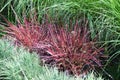 Ornamental garden grass