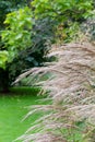 Ornamental garden grasses decorative light brown grass Royalty Free Stock Photo