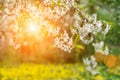 Ornamental garden with majestically blossoming large cherry trees and Apple trees on a fresh green lawn Royalty Free Stock Photo