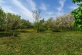 Ornamental garden with majestically blossoming large cherry trees and Apple trees on a fresh green lawn Royalty Free Stock Photo