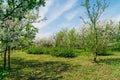 Ornamental garden with majestically blossoming large cherry trees and Apple trees on a fresh green lawn Royalty Free Stock Photo