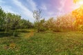 Ornamental garden with majestically blossoming large cherry trees and Apple trees on a fresh green lawn Royalty Free Stock Photo