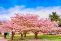 Ornamental garden with majestically blossoming large cherry tree