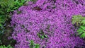 Ornamental garden plant with numerous fragrant flowers collected in a large inflorescence on top of a lilac stem styloid