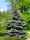 Ornamental garden with silver spruce Picea pungens, nice garden still life