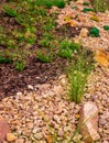 Ornamental garden with stones, colorful flowers and grass Royalty Free Stock Photo