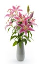 Ornamental gift, natural lily and genuine flowers concept with bouquet of real pink lilies in vase isolated on white background Royalty Free Stock Photo