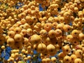 Yellow ornamental apple tree with blue sky Royalty Free Stock Photo