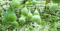 Ornamental Gourd Farm in the harvest season