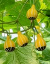 Ornamental gourd on its tree